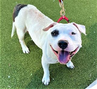 Hi, I am Mirabell and I am a Canine. My status is Available /At Risk