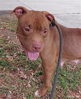 Hi, I am Aries and I am a Canine. My status is Available /At Risk